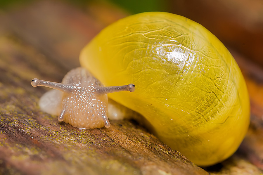 kleine Schnecke