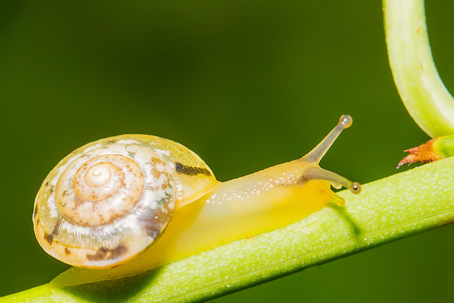 kleine Schnecke