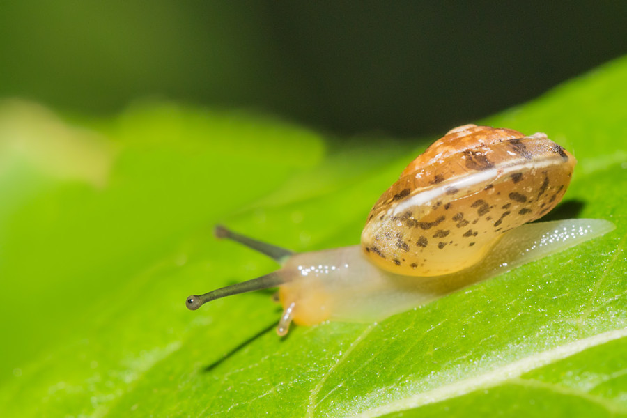 kleine Schnecke