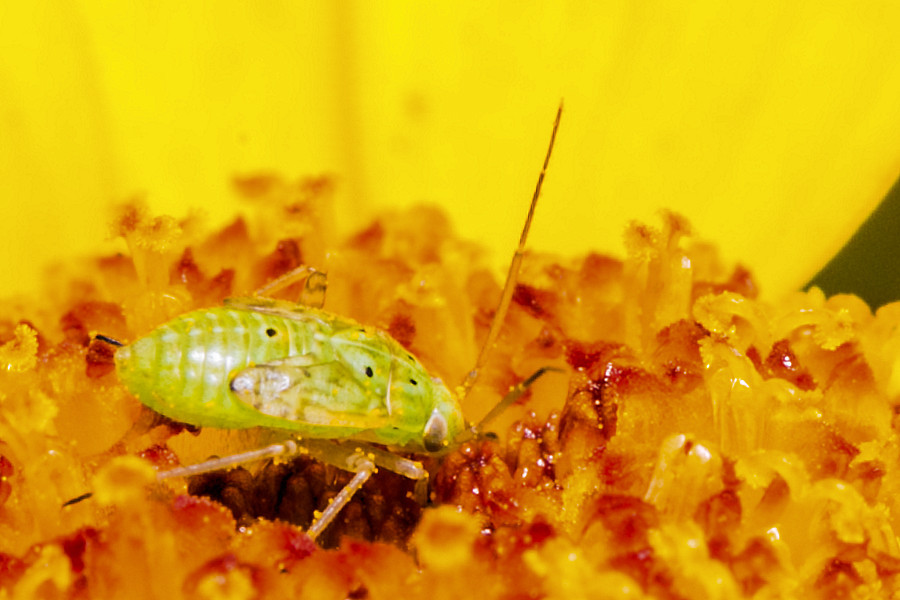 kleine Wanze auf gelber Blüte