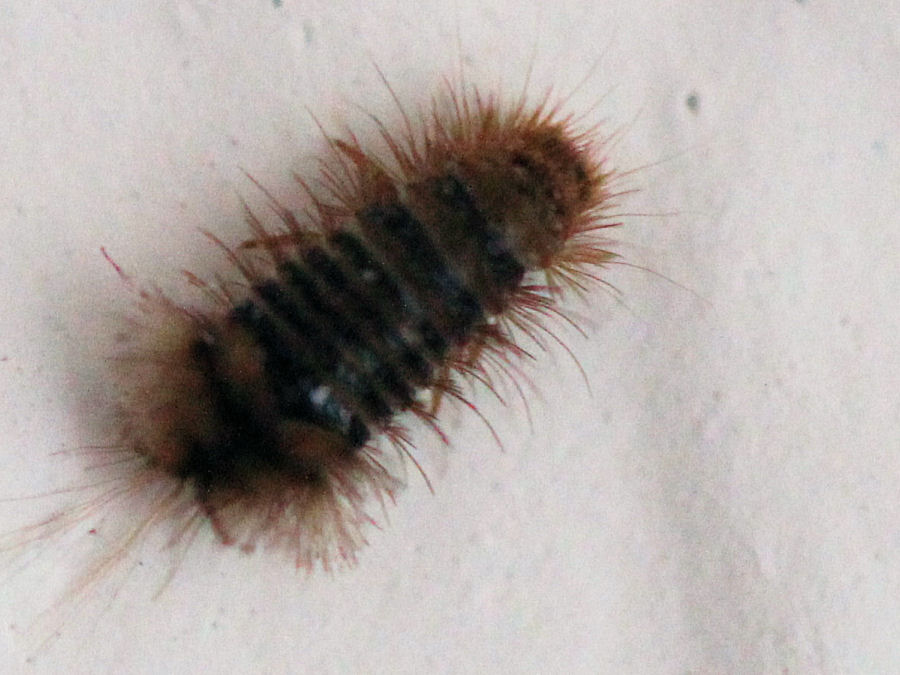 sehr kleines Tier Länge ca 2mm