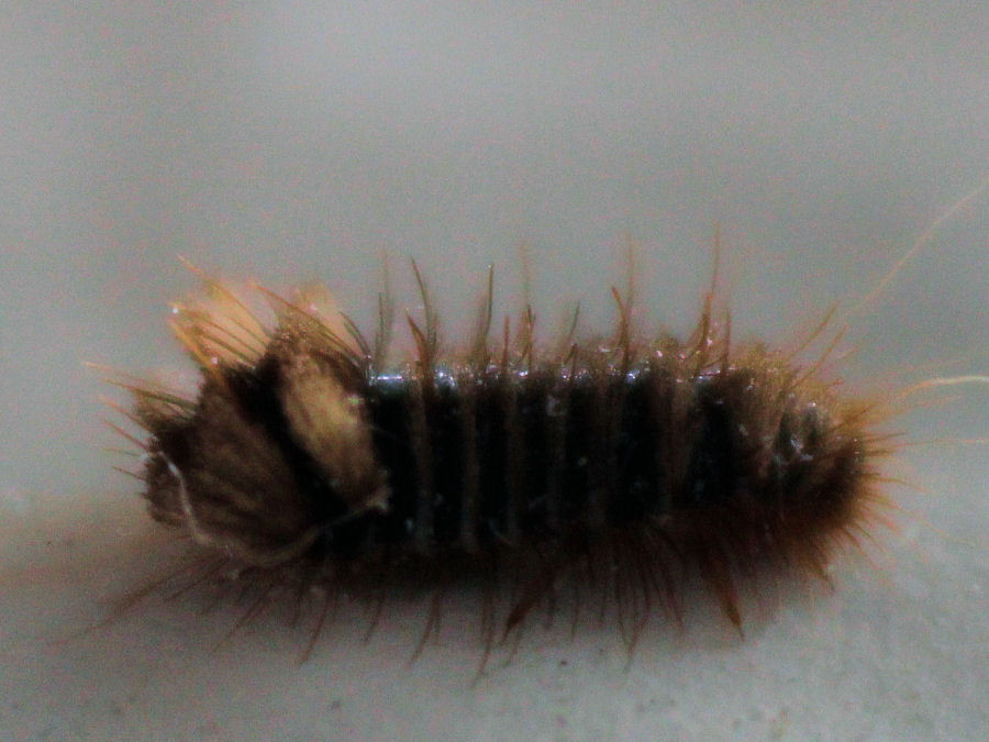 sehr kleines Tier Länge ca 2mm