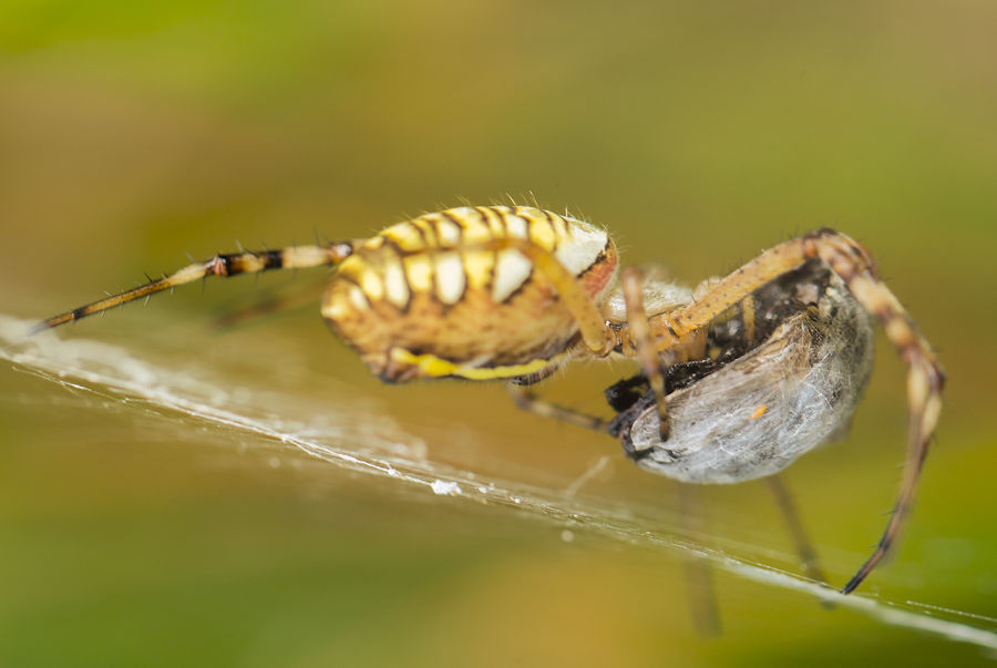 Wespenspinne spinnt einen Käfer ein