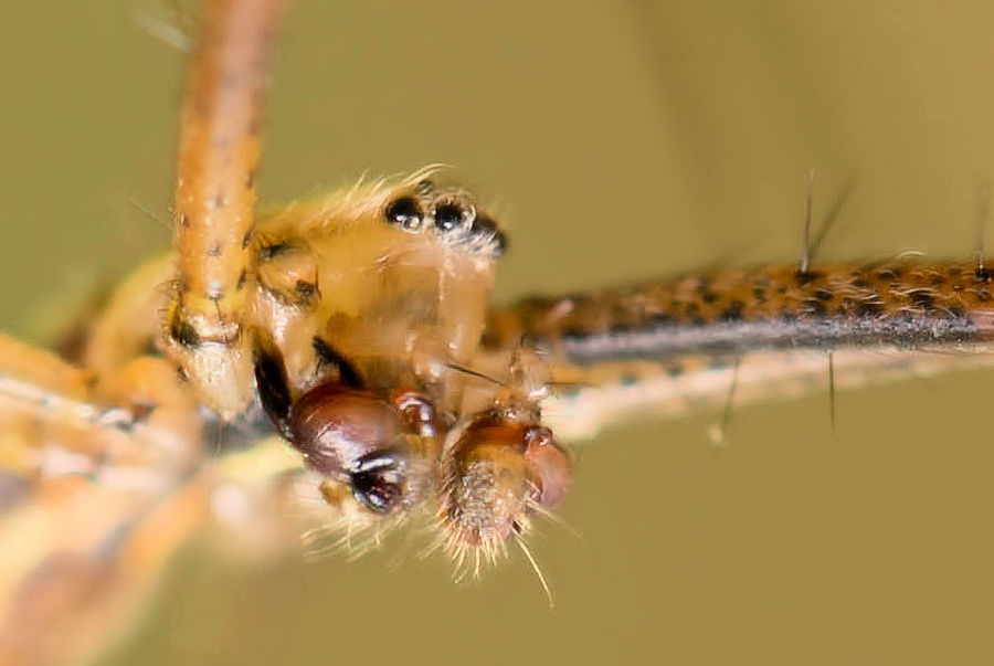 männliche Wespenspinne mit ihren beiden Pedipalpen dem Begattungsorgan
