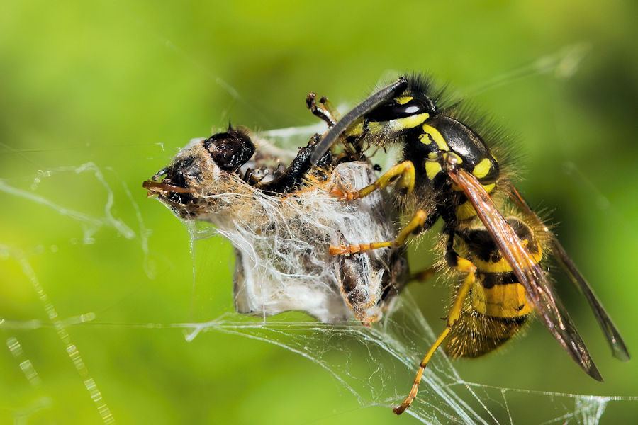 Wespe futtert die eingesponnene Beute einer Wespenspinne