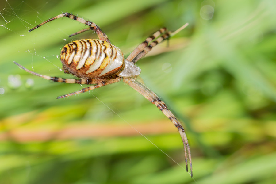 Wespenspinne