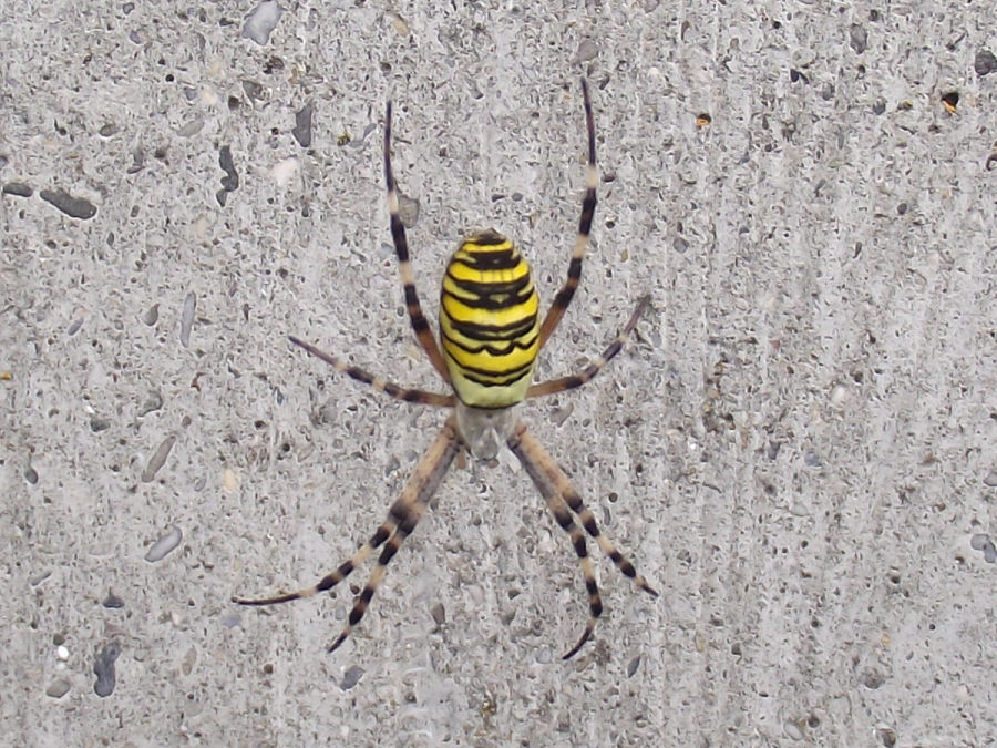 Wespenspinne