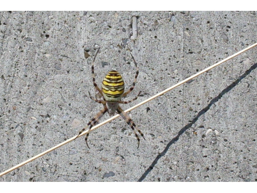 Wespenspinne