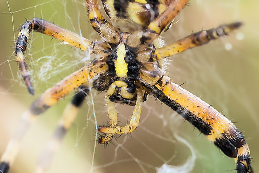 Wespenspinne Bauchseite
