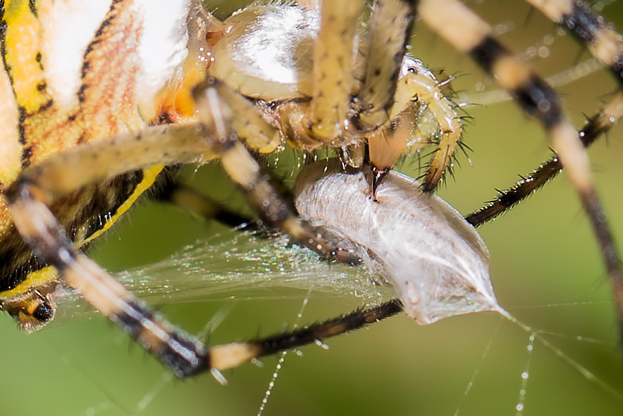 Wespenspinne beim einspinnen der Beute