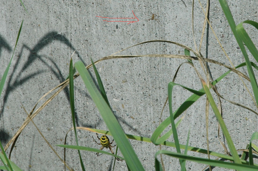 Wespenspinne mit Männchen