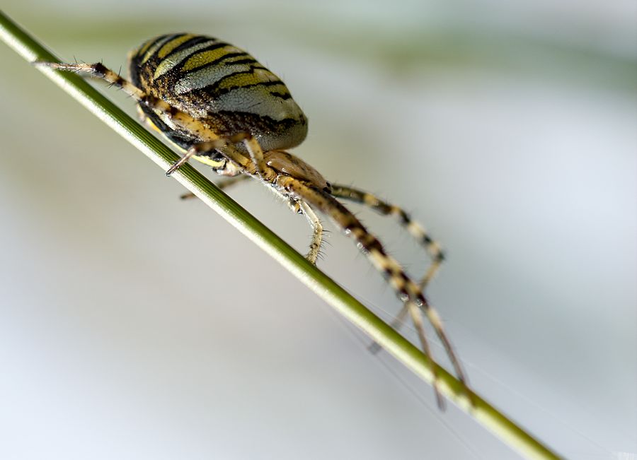 Wespenspinne von der Seite