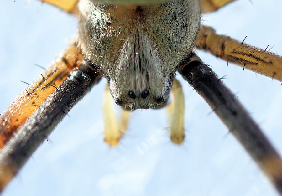 Wespenspinnenkopf