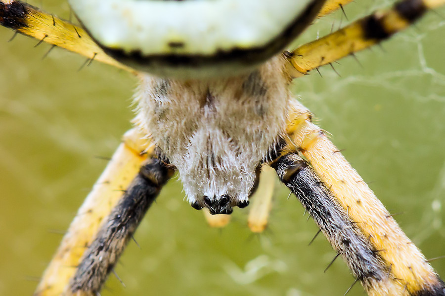 Wespenspinnenkopf