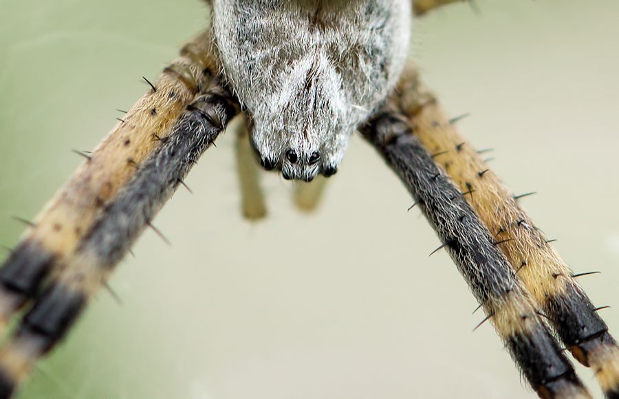 weibliche Wespenspinne