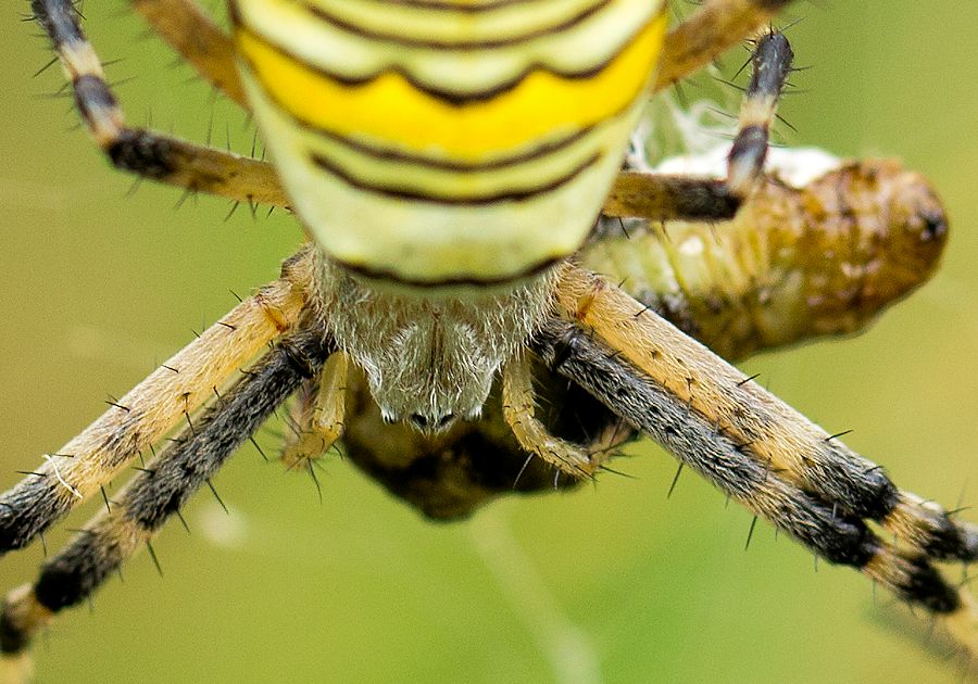 weibliche Wespenspinne beim essen