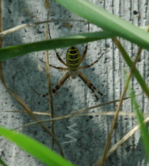 Wespenspinnennetz mit Stabiliment